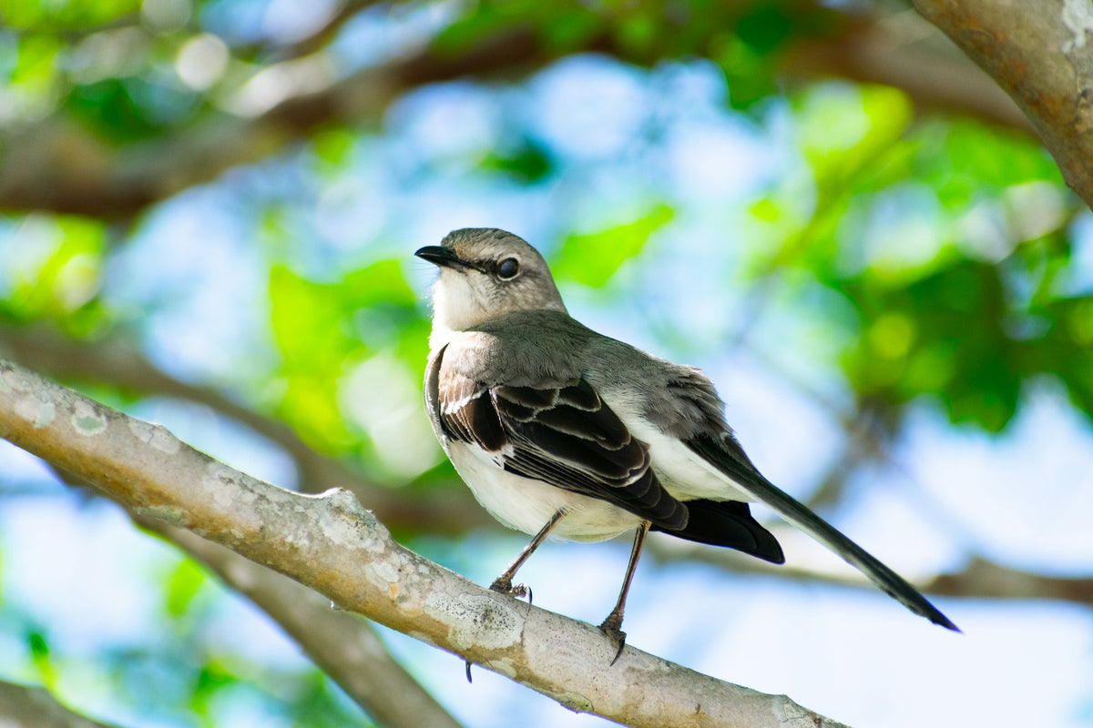 A northern mockingbird perched on a branch
